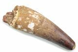Fossil Spinosaurus Tooth - Feeding Worn Tooth #370517-1